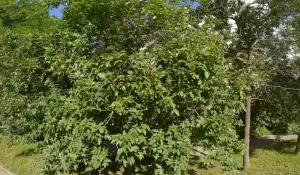 Фотография Бухгалтерская фирма ИП Боднар Е.Н. 5